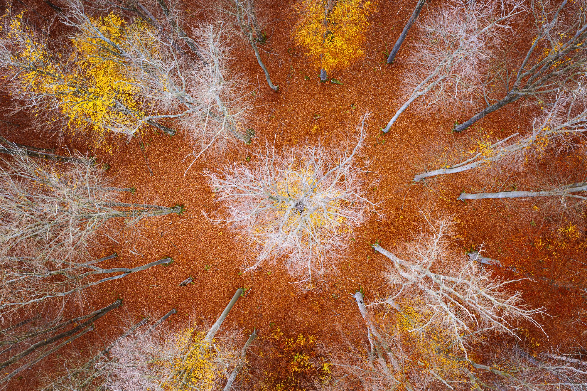 A forest in fall seen from above, drone photograph by Daniel Franc